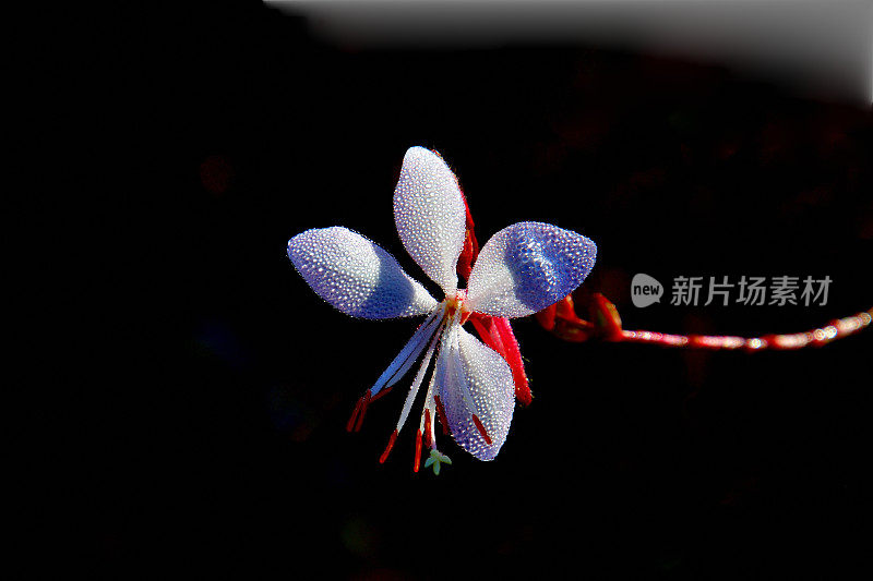 Epilobium pyrricholophum Franchet。和Savatier